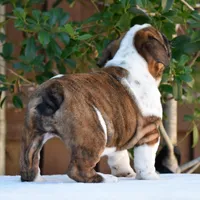 Malia, a female English Bulldog for sale in Dallas, TX – 4 of 9