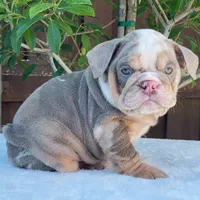Nala, a female English Bulldog for sale in Dallas, TX – 7 of 9