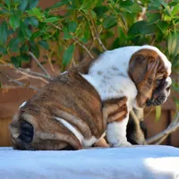 Malia, a female English Bulldog for sale in Dallas, TX – 9 of 9