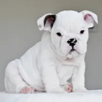apollo, a male English Bulldog for sale in Dallas, TX – 7 of 9