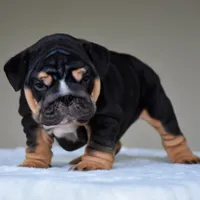 Nova, a female English Bulldog for sale in Dallas, TX – 2 of 9