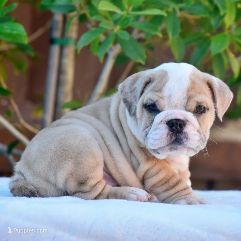 Diego, a male English Bulldog for sale in Dallas, TX – 1 of 8