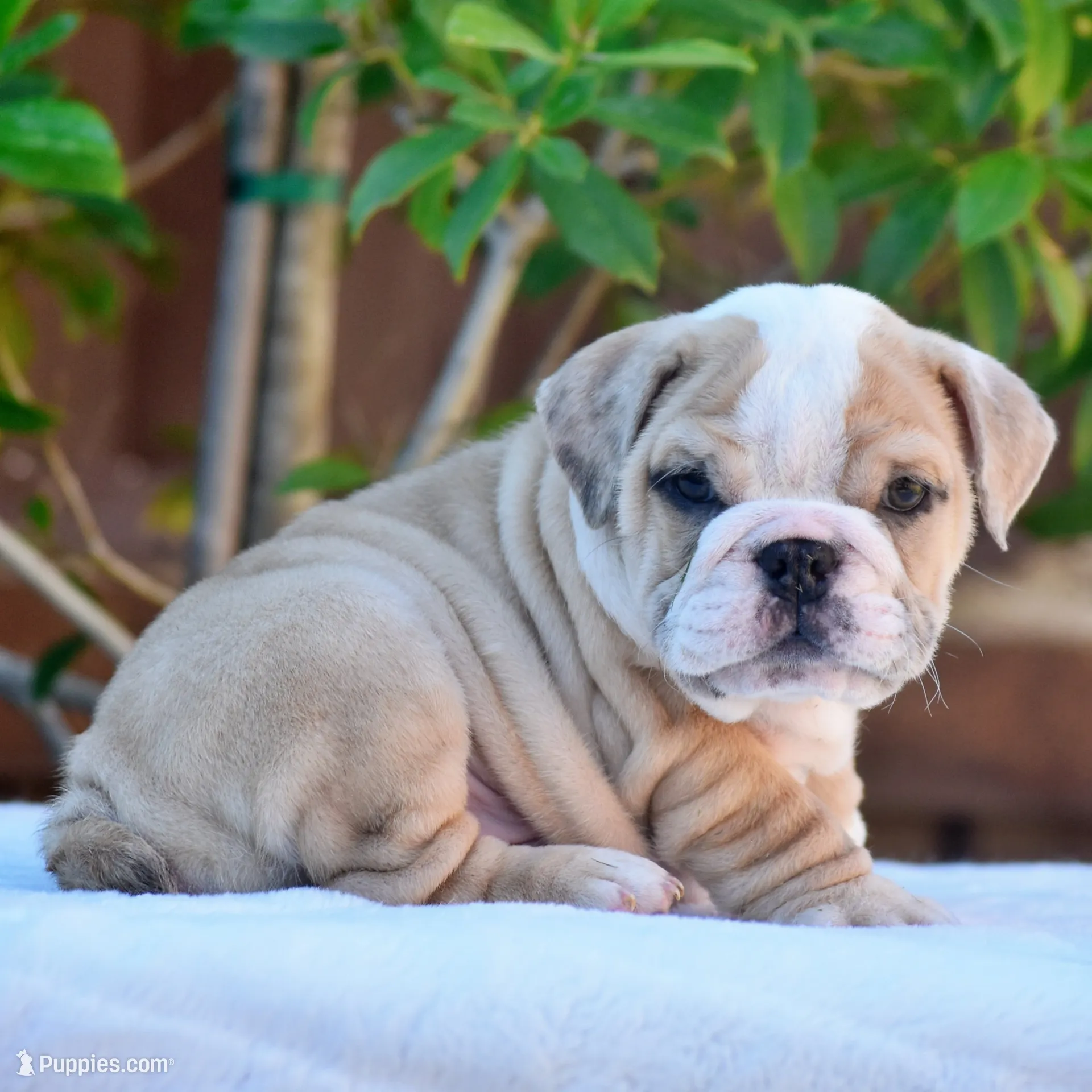 Diego, a male English Bulldog for sale in Dallas, TX – 1 of 8