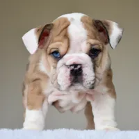 Vienna, a female English Bulldog for sale in Dallas, TX – 9 of 10