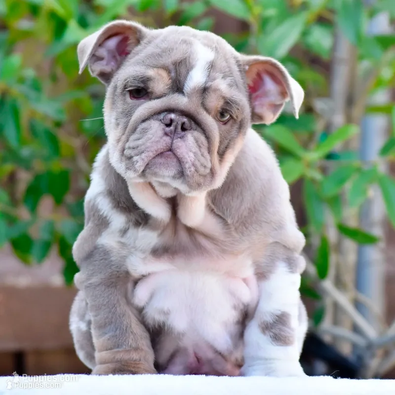 Draco – English Bulldog puppy for sale in Dallas, TX