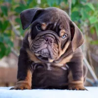 Rolo, a male English Bulldog for sale in Dallas, TX – 7 of 10