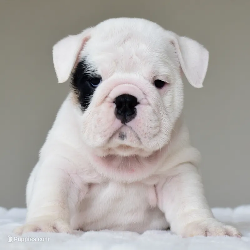 Polka – English Bulldog puppy for sale in Dallas, TX