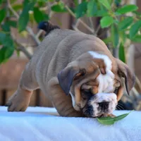 Mona, a female English Bulldog for sale in Dallas, TX – 5 of 10