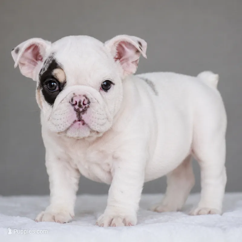 TRUFFLE – English Bulldog puppy for sale in Dallas, TX