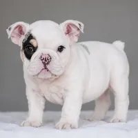 TRUFFLE, a female English Bulldog for sale in Dallas, TX – 1 of 7