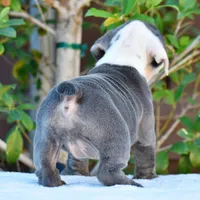 Sky, a female English Bulldog for sale in Dallas, TX – 2 of 8
