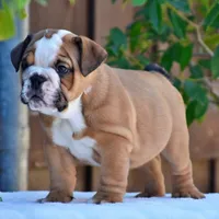 Mona, a female English Bulldog for sale in Dallas, TX – 4 of 10