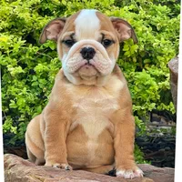 BELLA, a male English Bulldog for sale in Dallas, TX – 5 of 6
