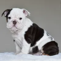 KIRA, a female English Bulldog for sale in Dallas, TX – 5 of 9