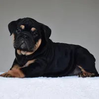 Nala, a female English Bulldog for sale in Dallas, TX – Photo 10 of 10