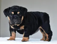 Nala, a female English Bulldog for sale in Dallas, TX – Photo 1 of 10