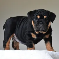 Nala, a female English Bulldog for sale in Dallas, TX – Photo 5 of 10