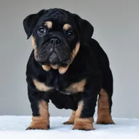 Nala, a female English Bulldog for sale in Dallas, TX – Photo 7 of 10