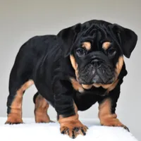 Nala, a female English Bulldog for sale in Dallas, TX – Photo 3 of 10