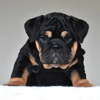 Nala, a female English Bulldog for sale in Dallas, TX – Photo 2 of 10