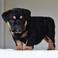 Nala, a female English Bulldog for sale in Dallas, TX – Photo 4 of 10