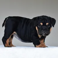 Nala, a female English Bulldog for sale in Dallas, TX – Photo 9 of 10