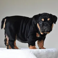 Nala, a female English Bulldog for sale in Dallas, TX – Photo 6 of 10