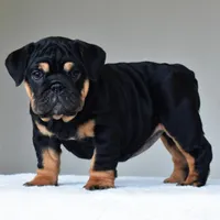 Nala, a female English Bulldog for sale in Dallas, TX – Photo 8 of 10