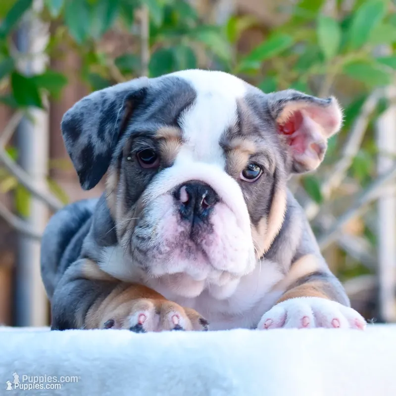 Bentley – English Bulldog puppy for sale in Dallas, TX