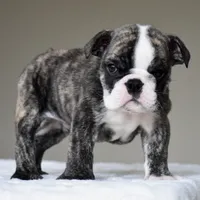 Nilo, a male English Bulldog for sale in Dallas, TX – 6 of 6