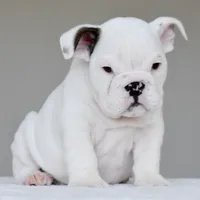 apollo, a male English Bulldog for sale in Dallas, TX – 8 of 9