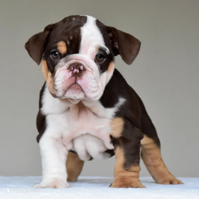 Jace – English Bulldog puppy for sale in Dallas, TX