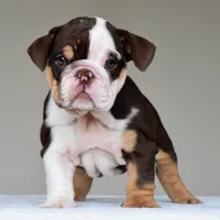 Jace, a male English Bulldog for sale in Dallas, TX – 1 of 10