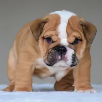 Zoe, a female English Bulldog for sale in Dallas, TX – 6 of 10