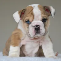 Vienna, a female English Bulldog for sale in Dallas, TX – 7 of 10