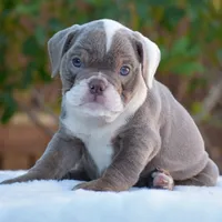 LILA, a female English Bulldog for sale in Dallas, TX – 4 of 7