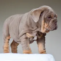 Cora, a female English Bulldog for sale in Dallas, TX – 8 of 10