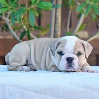 Diego, a male English Bulldog for sale in Dallas, TX – 2 of 8