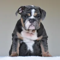 Hugo, a male English Bulldog for sale in Dallas, TX – Photo 5 of 10