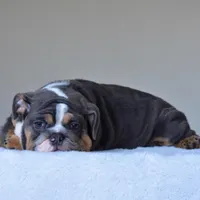 Hugo, a male English Bulldog for sale in Dallas, TX – Photo 4 of 10