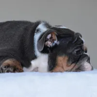Hugo, a male English Bulldog for sale in Dallas, TX – Photo 9 of 10