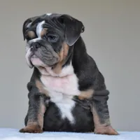 Hugo, a male English Bulldog for sale in Dallas, TX – Photo 6 of 10