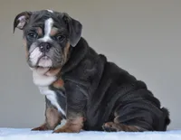 Hugo, a male English Bulldog for sale in Dallas, TX – Photo 1 of 10