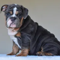 Hugo, a male English Bulldog for sale in Dallas, TX – Photo 8 of 10