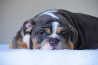 Hugo, a male English Bulldog for sale in Dallas, TX – Photo 2 of 10
