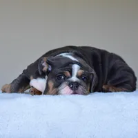 Hugo, a male English Bulldog for sale in Dallas, TX – Photo 10 of 10