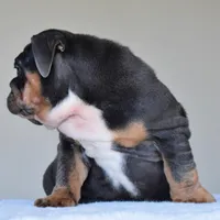 Hugo, a male English Bulldog for sale in Dallas, TX – Photo 7 of 10