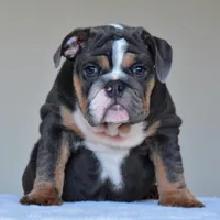 Hugo, a male English Bulldog for sale in Dallas, TX – Photo 3 of 10