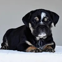 Zoe , a female English Bulldog for sale in Dallas, TX – 3 of 4