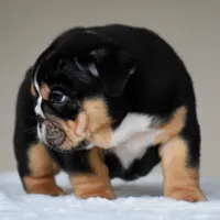 Romy, a female English Bulldog for sale in Dallas, TX – 9 of 10